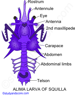 Crustaceae larvae, Nauplius larva, Metanauplius larva, Cypris larva, Protozoaea larva, Zoaea larva, Mysis larva, Megalopa larva, Phyllosoma larva, Alima larva